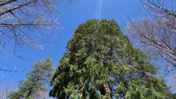 Redwood Nationalpark Usa Kameran Rör Sig Mellan Stora Trädstammarna Panorama — Stockvideo