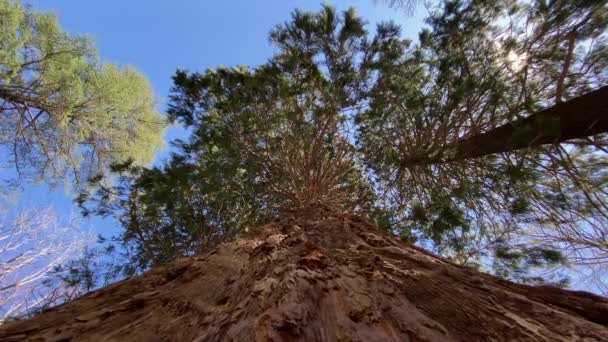 Redwood Nationalpark Usa Kameran Rör Sig Mellan Stora Trädstammarna Panorama — Stockvideo