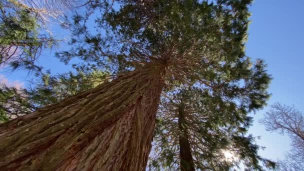 Redwood Nationalpark Vereinigte Staaten Die Kamera Bewegt Sich Zwischen Den — Stockvideo