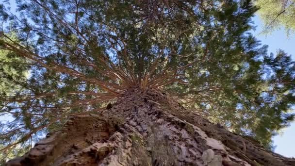 Parque Nacional Redwood Estados Unidos Cámara Mueve Entre Los Enormes — Vídeos de Stock