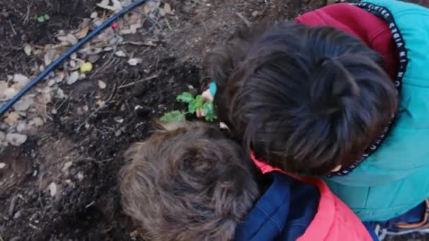 Testvérek Kertészkedés Együtt Ültetés Eper Növények Kertben — Stock videók