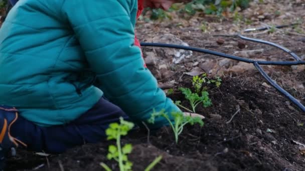Testvérek Kertészkedés Együtt Ültetés Eper Növények Kertben — Stock videók
