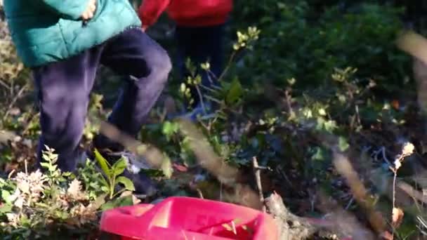 Bambini Che Raccolgono Tronchi Nella Foresta — Video Stock