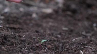 Çiftçiler bahçeye tohum ekerler..