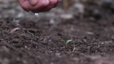 Çiftçiler bahçeye tohum ekerler..