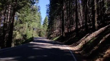 Ormanda güzel bir yol görüntüsü. 