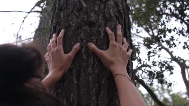 Vrouwelijke Handen Die Oude Majestueuze Eikenboom Aanraken Hou Van Natuur — Stockvideo