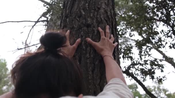 Kadın Eller Antik Meşe Ağacı Dokunuyor Doğayı Sev Ahenk Huzuru — Stok video