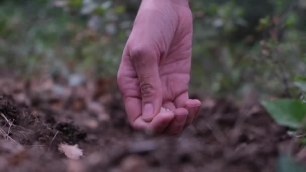 정원에 씨앗을 — 비디오