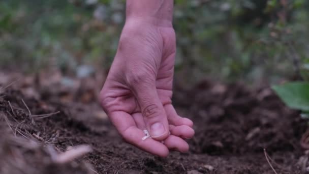 Agricultores Mão Plantando Sementes Jardim — Vídeo de Stock