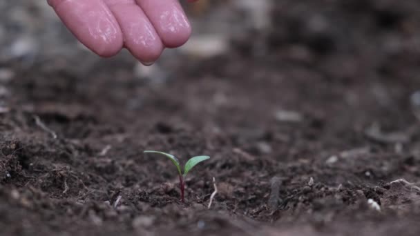 Agricultores Plantan Mano Semillas Jardín — Vídeo de stock