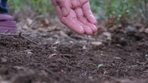 Jordbrukare Hand Plantera Frön Trädgården — Stockvideo
