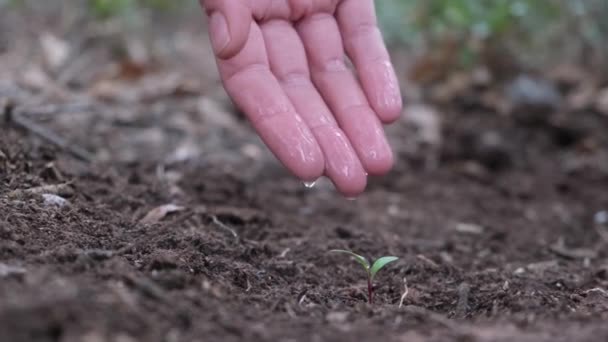 Rolnicy Ręcznie Sadzenie Nasion Ogrodzie — Wideo stockowe