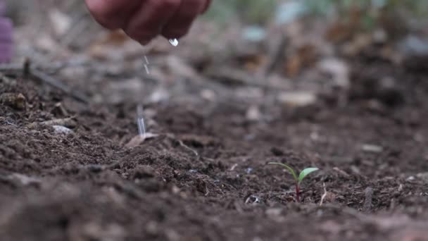 Rolnicy Ręcznie Sadzenie Nasion Ogrodzie — Wideo stockowe