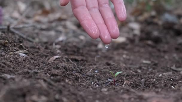 Bauern Pflanzen Samen Von Hand Den Garten — Stockvideo