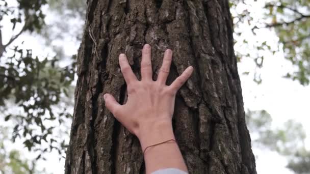 Mão Tocando Antiga Árvore Carvalho Majestoso — Vídeo de Stock