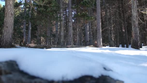 Inverno Paisagem Florestal Natureza — Vídeo de Stock