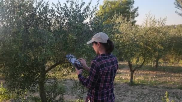 Mujer Jardinero Inspeccionando Árboles Con Dispositivo Tecnológico Plantación Grande Proceso — Vídeo de stock