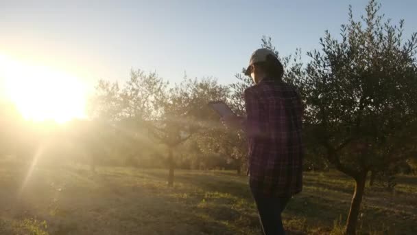 Jardineiro Mulher Inspecionando Árvores Com Dispositivo Tecnológico Grande Plantação Agronomista — Vídeo de Stock
