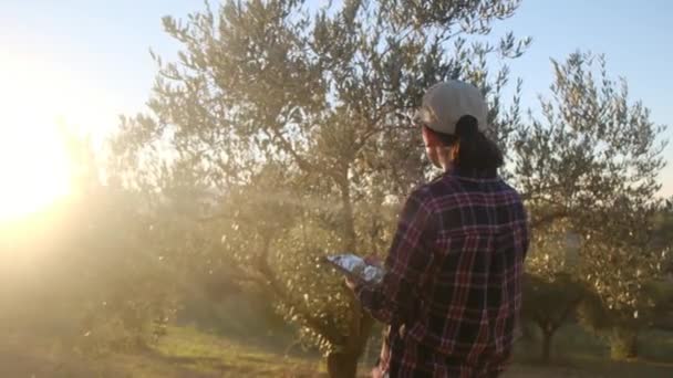 Mujer Jardinero Inspeccionando Árboles Con Dispositivo Tecnológico Plantación Grande Proceso — Vídeo de stock