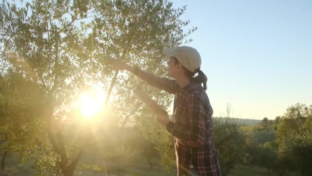 大きなプランテーションの技術装置で庭師の木を検査する女性 農地での専門的な農業監視栽培プロセス 女性の専門家スマート成長園芸コンセプト — ストック動画