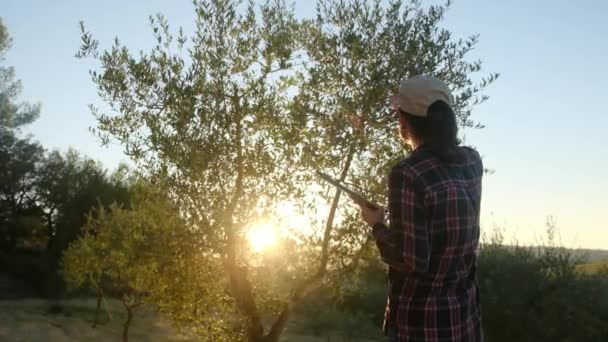 Gärtnerin Inspiziert Bäume Mit Technischem Gerät Großer Plantage Professionelle Agronomen — Stockvideo