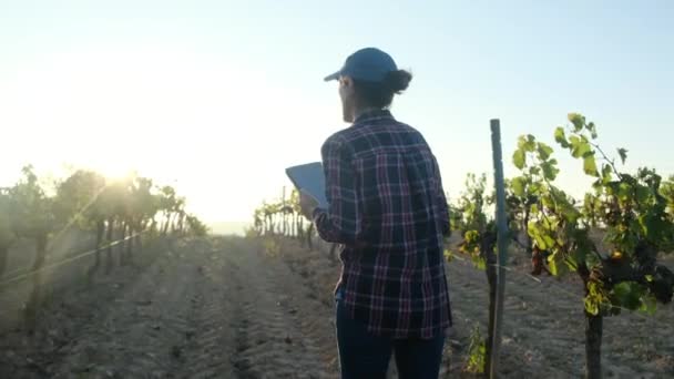 농부는 아름다운 수확을 경치가 아름다운 포도원에서 태블릿을 사용합니다 포도원 — 비디오