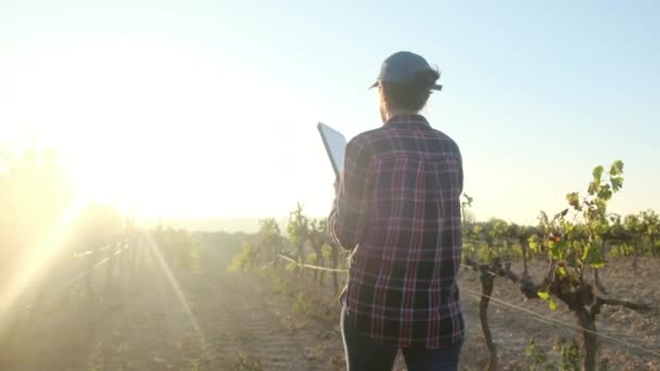 Young Female Farmer Uses Tablet Scenic Vineyard Overseeing Grape Harvest — Stock Video