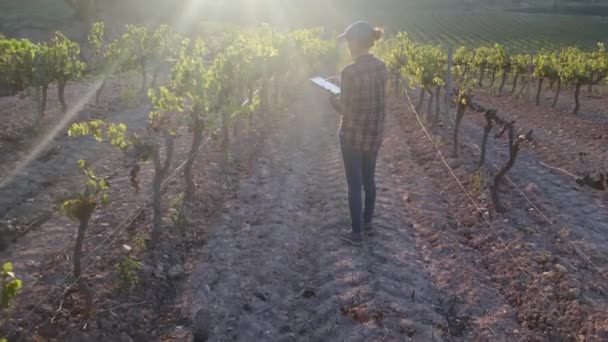Genç Bir Kadın Çiftçi Güzel Bir Sonbahar Günbatımında Üzüm Hasadına — Stok video