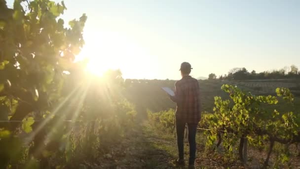 若い女性農家は 美しい秋の夕暮れの間にブドウの収穫を監督する風光明媚なブドウ畑でタブレットを使用しています ブドウ園の管理 — ストック動画