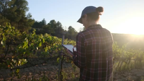 Young Female Farmer Uses Tablet Scenic Vineyard Overseeing Grape Harvest — Stock Video