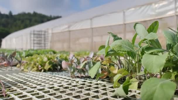 Plantas Que Crecen Verde Casa — Vídeos de Stock