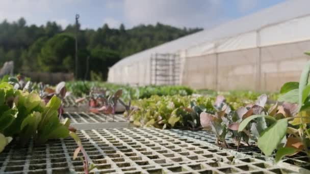 Planten Groeien Green Huis — Stockvideo