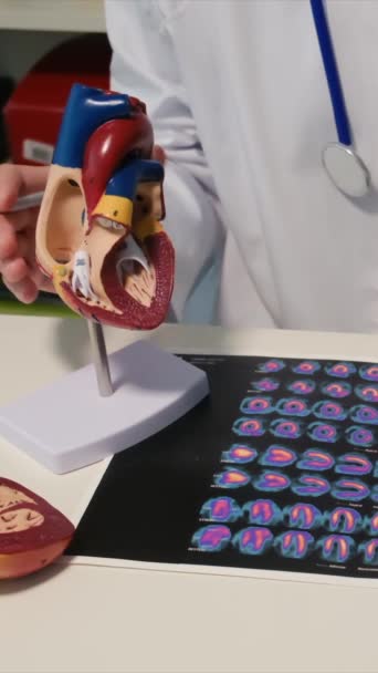 Kobieta Lekarz Kształci Pacjenta Przy Użyciu Ludzkiego Modelu Serca Celu — Wideo stockowe