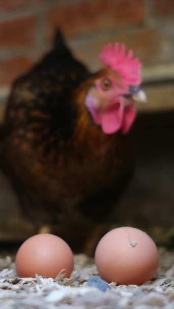 Henne Und Zwei Eier Stall — Stockvideo