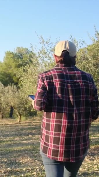 Agricultor Con Una Tableta Revisando Olivos — Vídeos de Stock