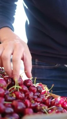 Piyasada kırmızı kiraz seçen kadın 