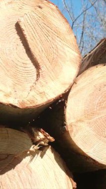 Ağaç kütükleri dışarı yığılmış.