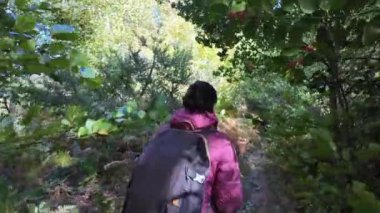 Kadın yürüyüşçü ormanda, doğa yolunda yürüyor.