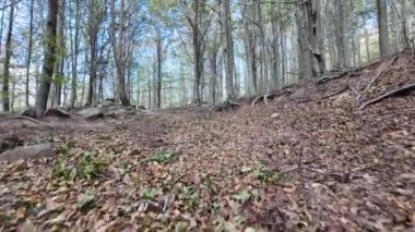 Ormanın güzel manzarası 