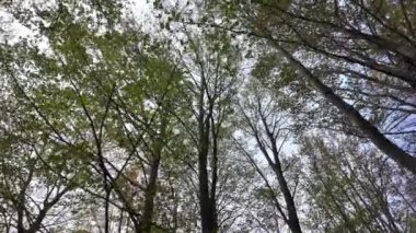 Ormanın güzel manzarası 