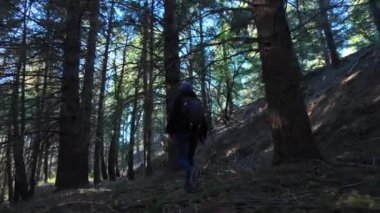 Kadın yürüyüşçü ormanda, doğa yolunda yürüyor.