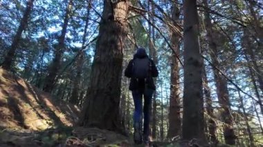 Kadın yürüyüşçü ormanda, doğa yolunda yürüyor.