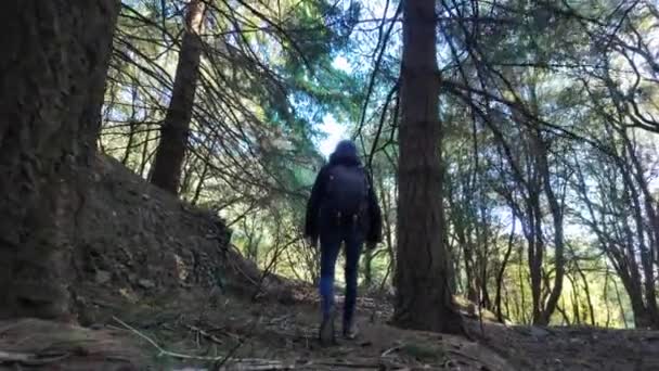 Kobieta Turysta Spaceru Szlaku Lesie Natura — Wideo stockowe