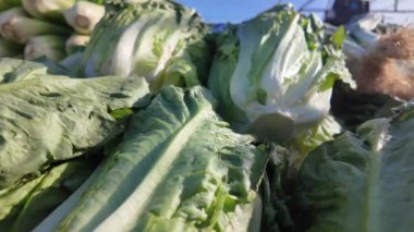 kadın Pazar sebze seçme 