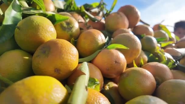 Čerstvé Organické Ovoce Farmářském Trhu Barvitá Syrová Zelenina Prodeji Místním — Stock video