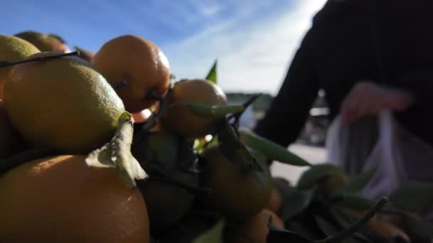 Frisches Bio Obst Auf Dem Bauernmarkt Farbenfrohes Rohgemüse Wird Auf — Stockvideo