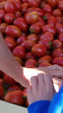 Kadın domatesleri plastik torbaya koyuyor. 