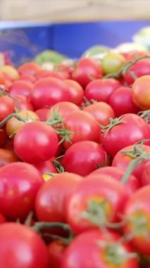 Çiftçi pazarında taze organik sebzeler ve bitkiler. Yerel çiftçi pazarında renkli çiğ sebzeler satılıyor. Dünya konsepti, taze hasat.