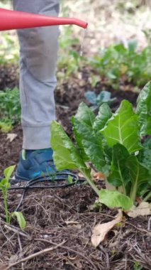 Bahçede bitkileri sulayan bir kadın.